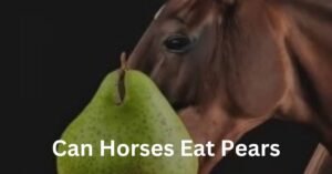 can horses eat pears