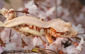 crested gecko morphs