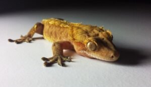 crested gecko morphs