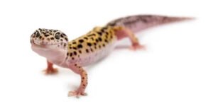 how long can leopard geckos go without food