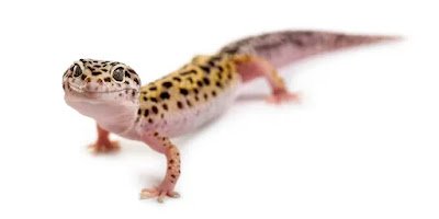 how-20long-20can-20leopard-20geckos-20go-20without-20food.webp