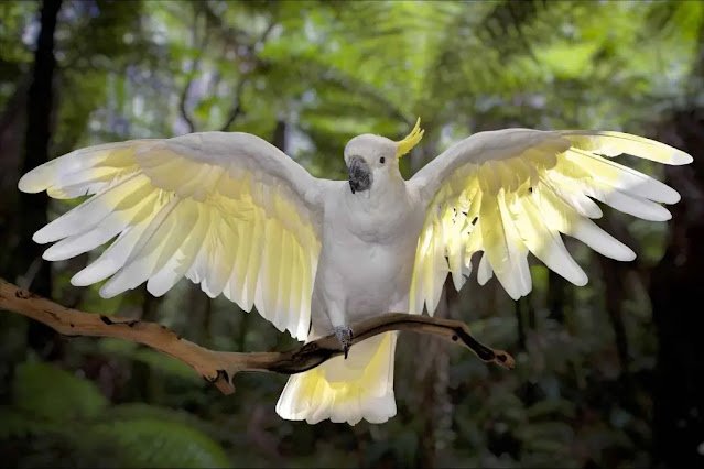 how-20much-20is-20a-20cockatoo.webp