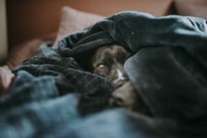 how to get dog smell out of blankets