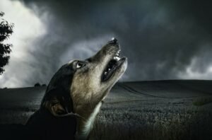how to stop dog barking at night time