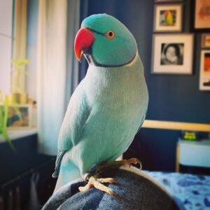 indian ringneck parrot for sale