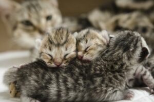 How to Care for Kittens
