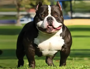 American Bully vs American Bulldog