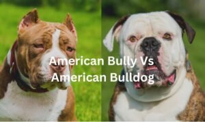 American Bully vs American Bulldog