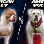 American Bully vs American Bulldog