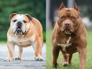 American Bully vs American Bulldog