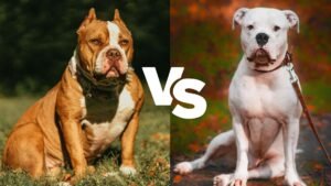 American Bully vs American Bulldog