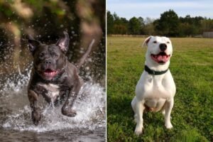 American Bully vs American Bulldog