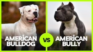 American Bully vs American Bulldog