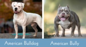 American Bully vs American Bulldog