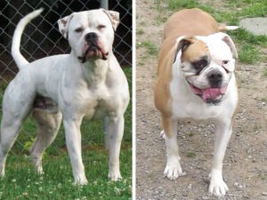 American Bully vs American Bulldog