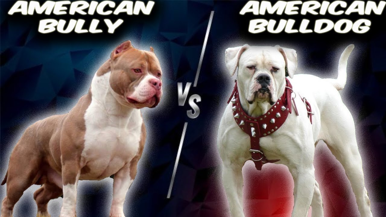 American Bully vs American Bulldog