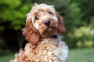 How Big Do Cockapoo Get and When Do Cockapoo Stop Growing?