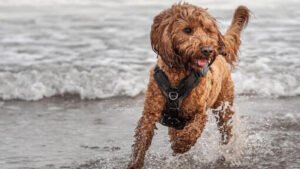 How Big Do Cockapoo Get and When Do Cockapoo Stop Growing?