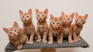 Orange Cats