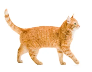 orange cat