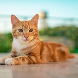 orange cat