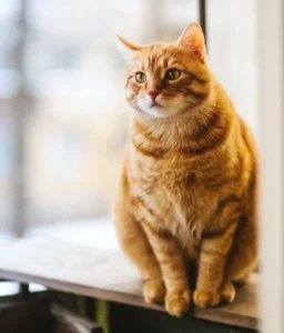 orange cat