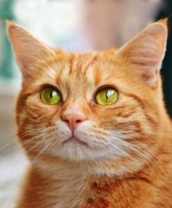 orange cat