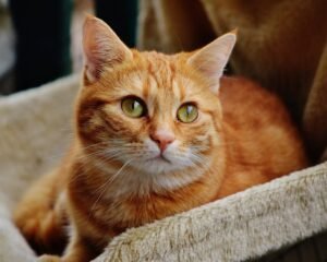 orange cat