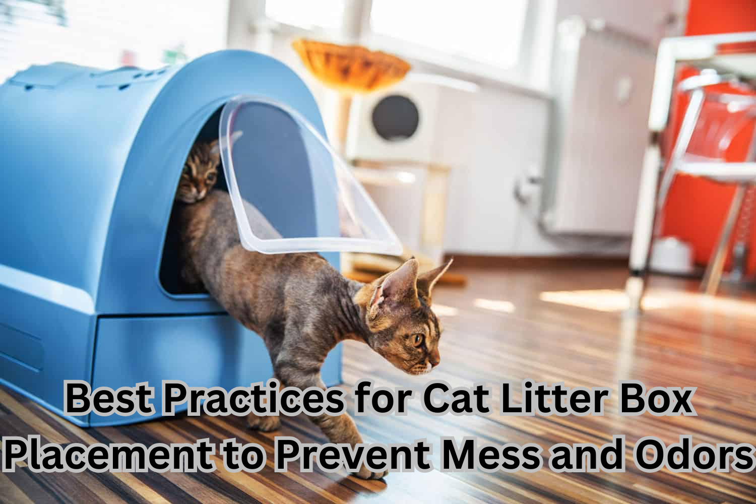 Best Practices for Cat Litter Box Placement to Prevent Mess and Odors