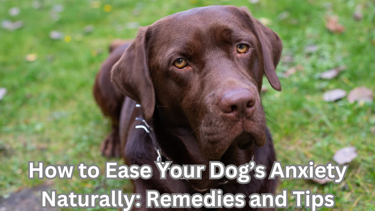 How to Ease Your Dog’s Anxiety Naturally: Remedies and Tips